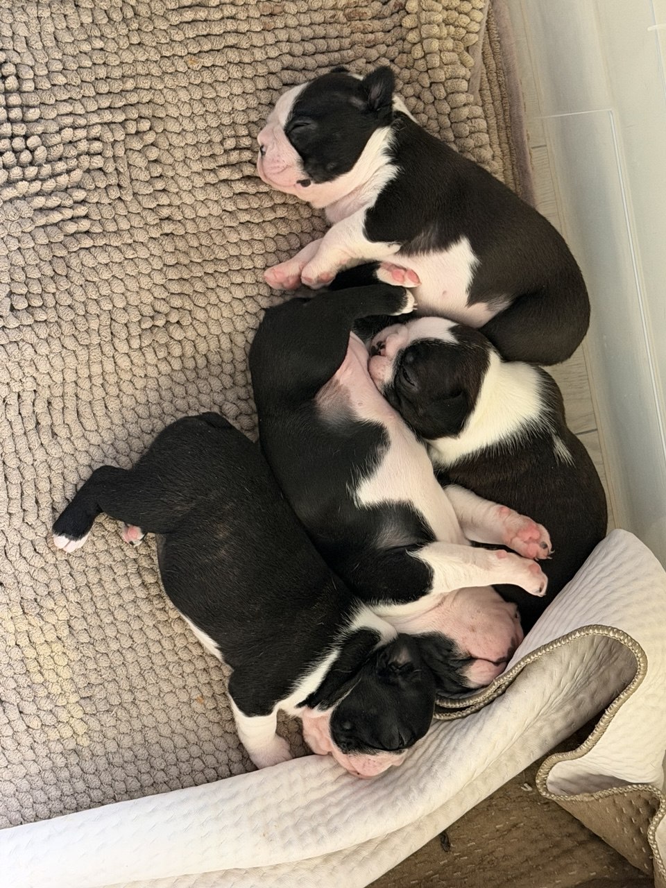 �����  ������ �������